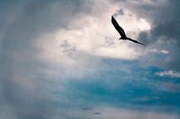 Tropische vogel in de storm