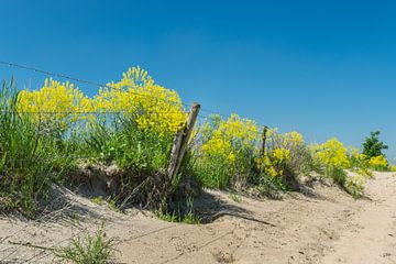 Herbes jaunes ou colza le long d'une clôture sur une dune