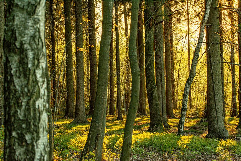 Lever de soleil dans la forêt par Johnny Flash