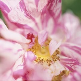 Rose blossom by Helmut Neumann Blütenfotografie