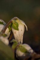 A frozen flower of the helleborus in the morning sun