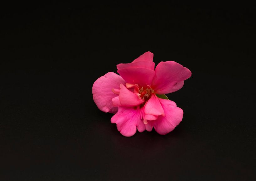 Rosa Blume schwarzer Hintergrund von Ann Motet
