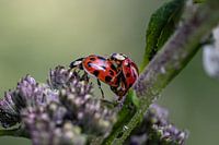 Loving ladybirds