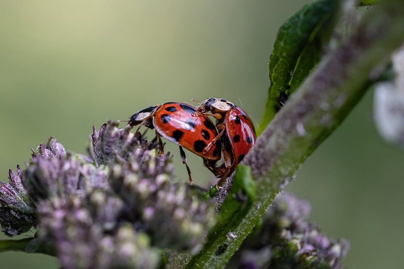 Loving ladybirds by Memories for life Fotografie