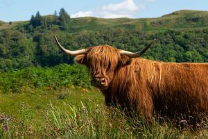 Scottish Highlander in seinem natürlichen Lebensraum in Schottland