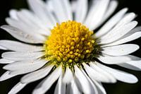 Marguerite