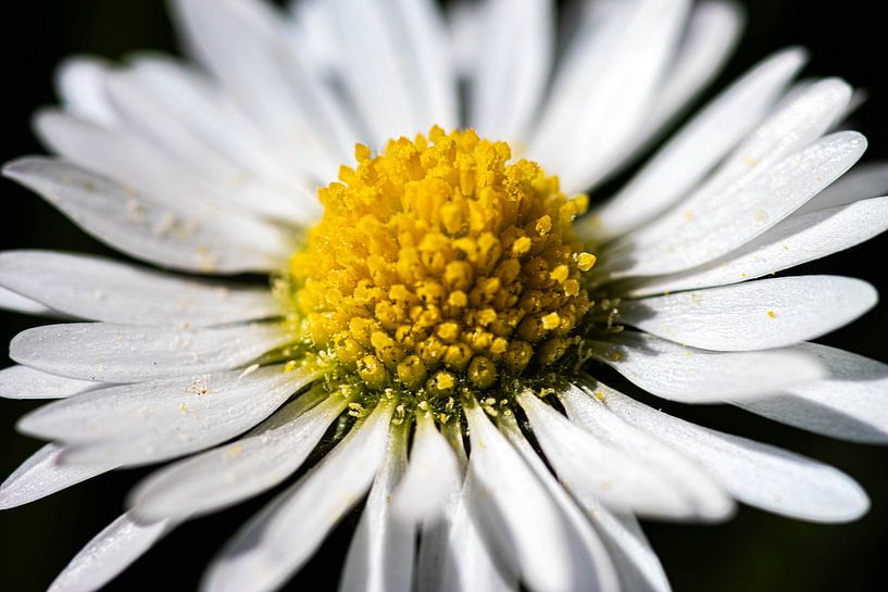 Gänseblümchen von Lens_en_Dier/Vizier Fotografie