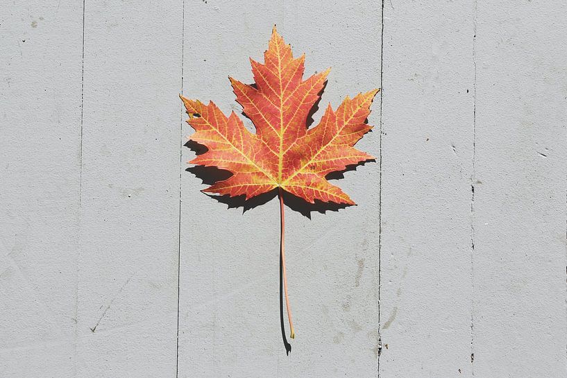 Autumn Vibes by Hello Pompoyo