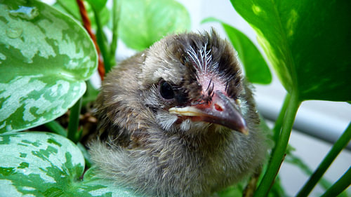 Hatched bird