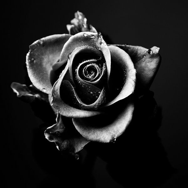 Rose zwart-wit beeld van Falko Follert
