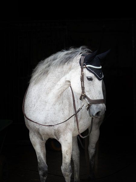 In the light of the stable by Pictures by Annick