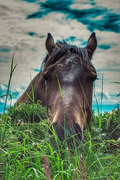 Paard in het gras van Truckpowerr