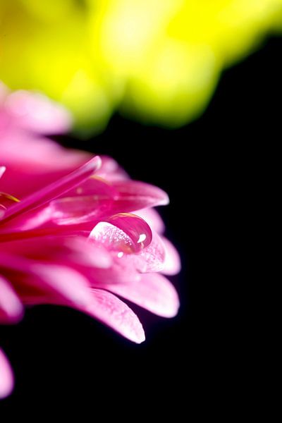Gerbera by Thomas Jäger