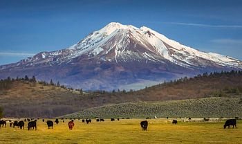 Vue du Mont Shasta