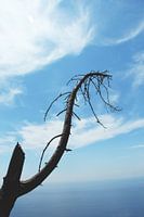 Boom boven de Italiaanse kust