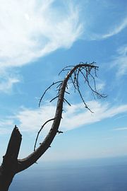 Boom boven de Italiaanse kust von Selma Hamzic