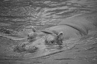 Hippo