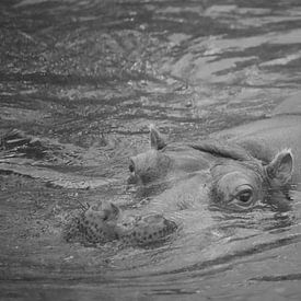 Hippo by EnWout
