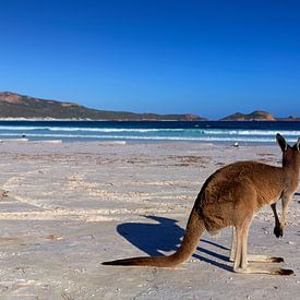 Kangaroo on a white beach in Western Australia by Coos Photography