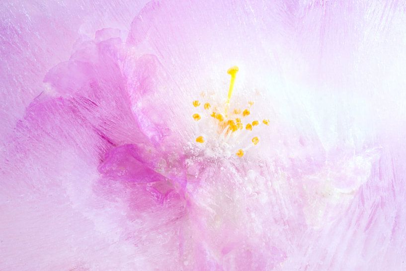 Eisige Apfelblüte von Monika Scheurer