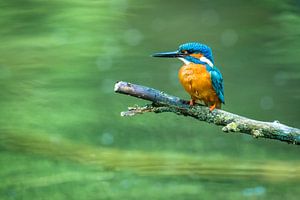 Gemeiner Eisvogel (Alcedo atthis) von Sjoerd van der Wal Fotografie