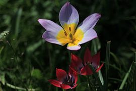 Flowering plants in the Rotterdam countryside'. by Capture the Moment 010