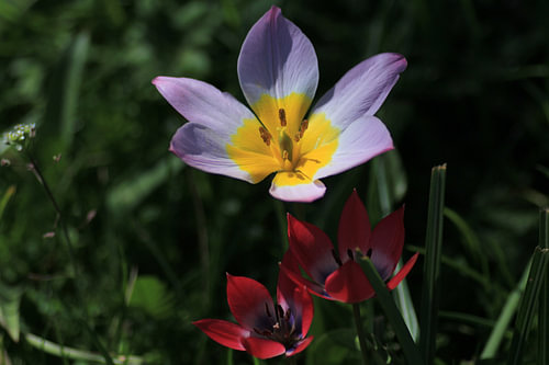 Flowering plants in the Rotterdam countryside'.