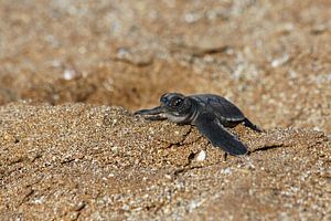 Bébé tortue sur Antwan Janssen