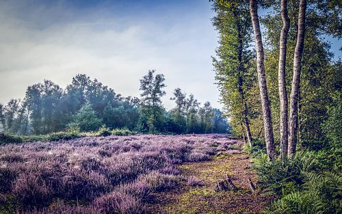 Heideveld met drie berken