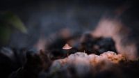 Mushroom