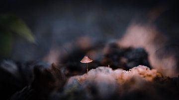 Mushroom by Davadero Foto