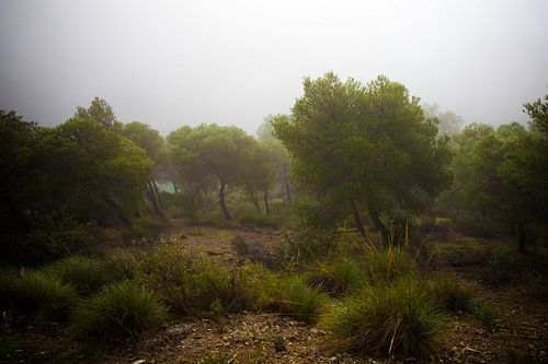 Der Wald in Andalusien