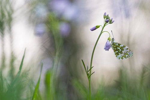 Dromen van oranjetipje en pinksterbloem