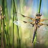 Vierfleck Libelle im Abendlicht von Jürgen Schmittdiel Photography