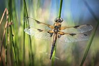 Viervleklibel in het avondlicht van Jürgen Schmittdiel Photography thumbnail