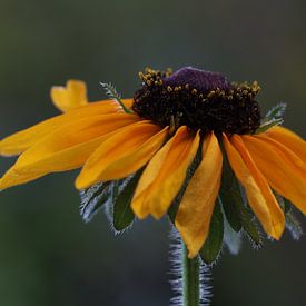 yellow flower by Augenblicke im Bild