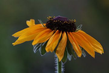 gele bloem van Augenblicke im Bild