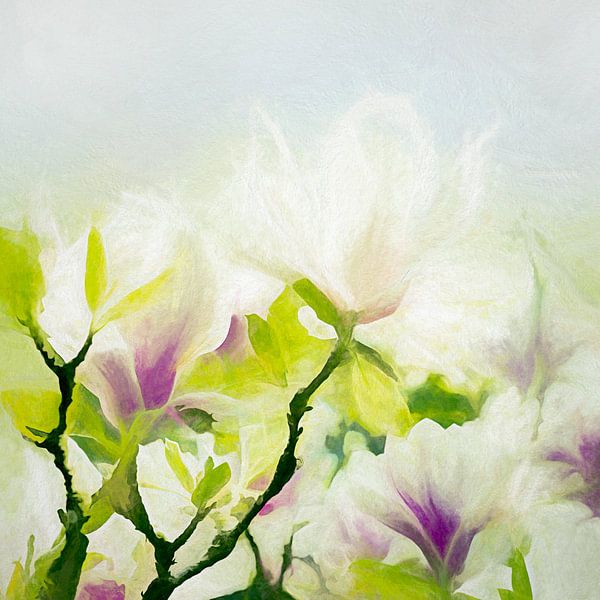 magnolia van Andreas Wemmje