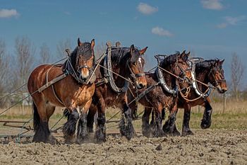 4 Zeeuwse trekpaarden