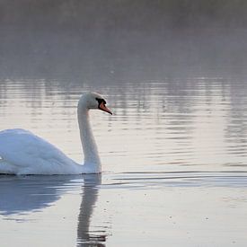 Mute swan -Cygnus olo by whmpictures .com