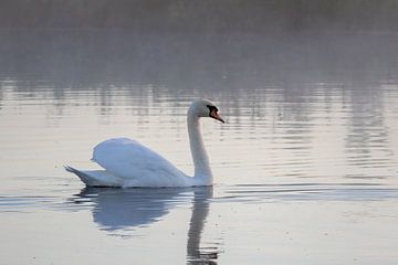 Mute swan -Cygnus olo by whmpictures .com