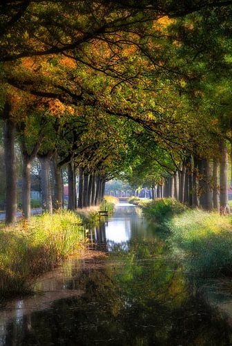 Overhangende herfsttakken