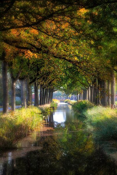 Overhanging autumn branches by Franke de Jong