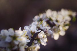 Blackthorn by Joran Quinten