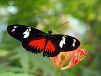 Vlinder