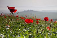 Toscane