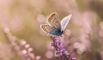 Bleu bruyère rêveur sur la bruyère en fleurs. sur KB Design & Photography (Karen Brouwer)