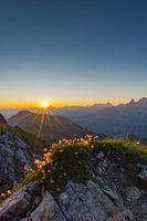 Alpine flowers, Allgäu Alps