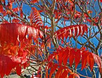Herfst in Millstatt