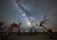 Galaxie sur une forêt morte
